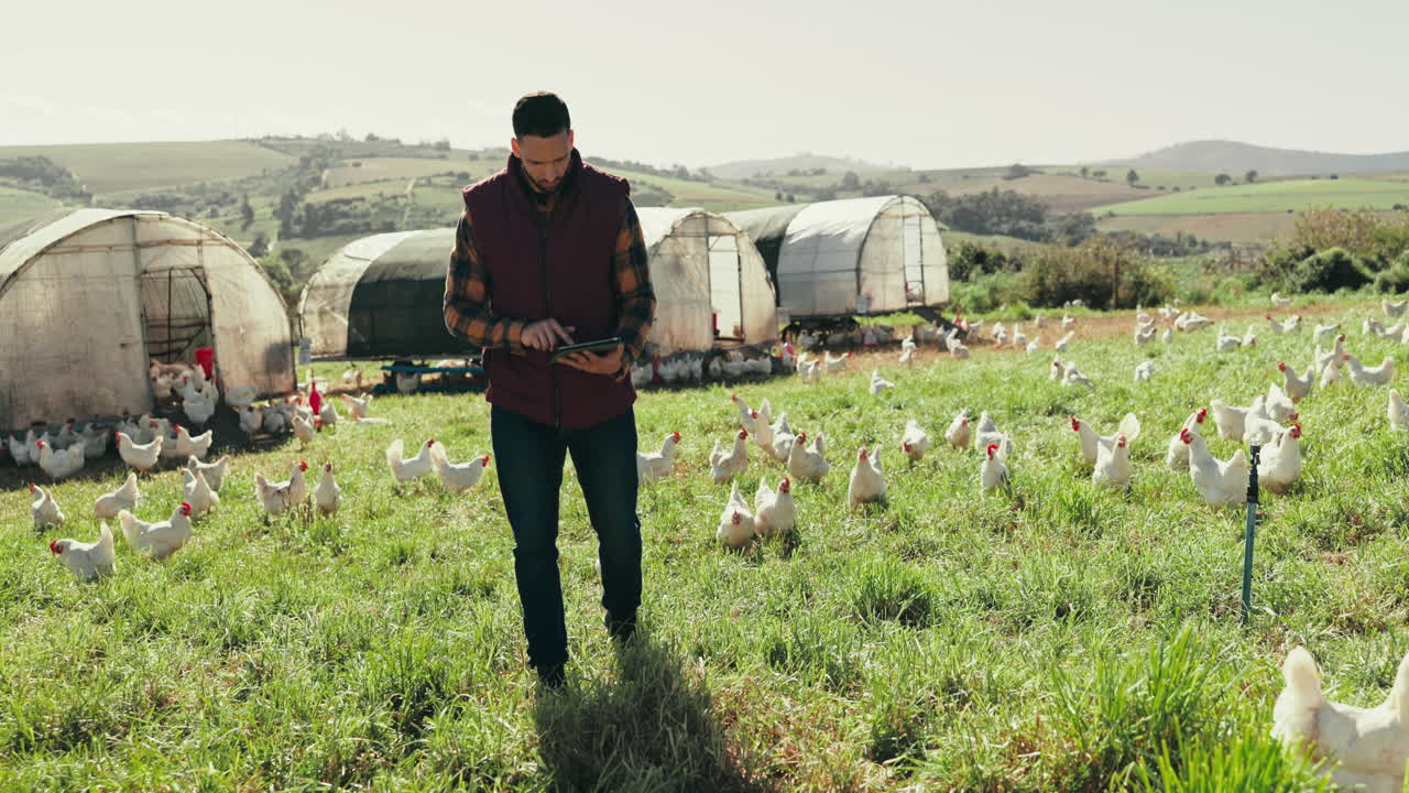 Chicken, farm and man on tablet in field