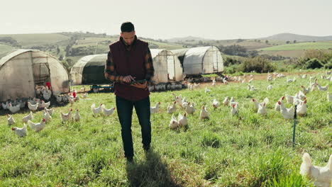 chicken, farm and man on tablet in field