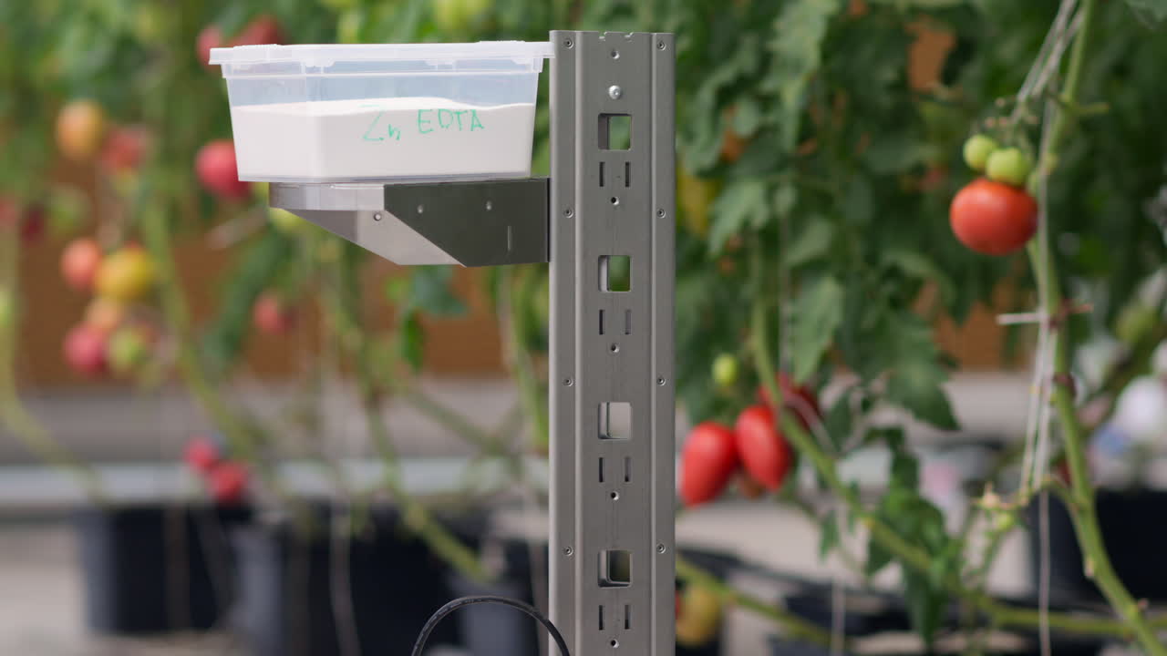 Mobile robotics station moving near rows of tomatoes in a greenhouse farm