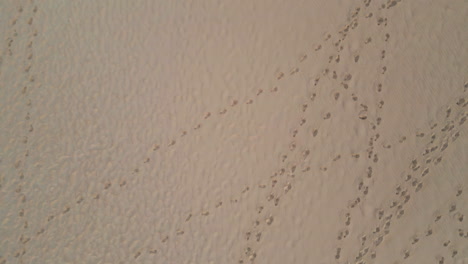 footprints sandy beach texture top view. aerial zoom on human footmarks on sand