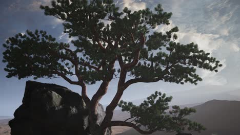 Pine-Tree-Desert