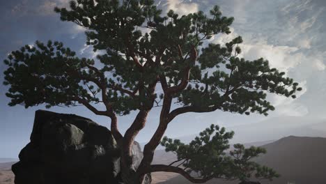 pine tree desert