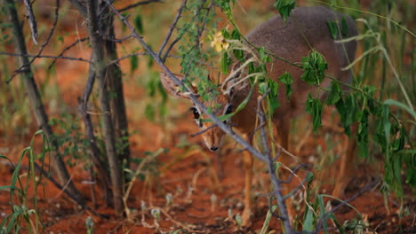 small antelope hiding in bush