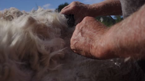 shearer using cutting tool to shave alpaca fur from animal, close up