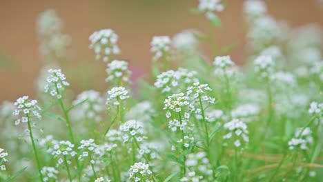 Kleine-Weiße-Blumen-Von-Blühendem-Alyssum-Im-Garten---Kameraschwenk