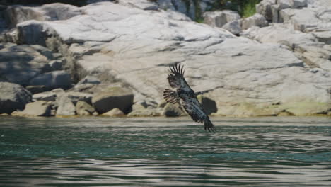 eagle catching fish in the ocean in canada