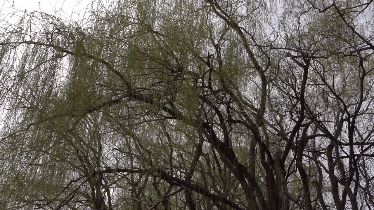 The immensity of a weeping willow, grand with an imposing shape, stands in spring under a rather gray sky.