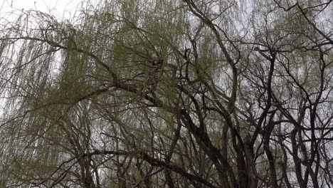 the immensity of a weeping willow, grand with an imposing shape, stands in spring under a rather gray sky.