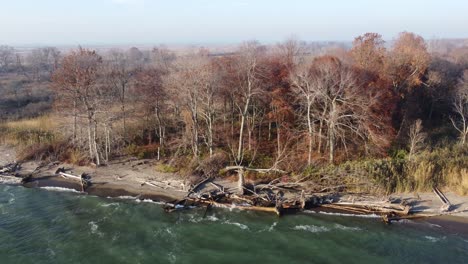 árboles-Caídos-En-La-Costa-En-El-Parque-Provincial-Pinery-Durante-El-Otoño-En-Ontario,-Canadá