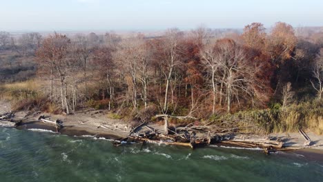 fallen trees at the shoreline at pinery provincial park during autumn in ontario, canada