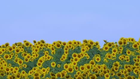 field of sunflowers with a blue-sky background revealed as the camera zooms in, common sunflower helianthus annuus, thailand