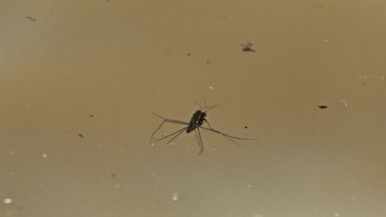Zancudos mating on still water in the Peruvian Amazon, showcasing insect behavior