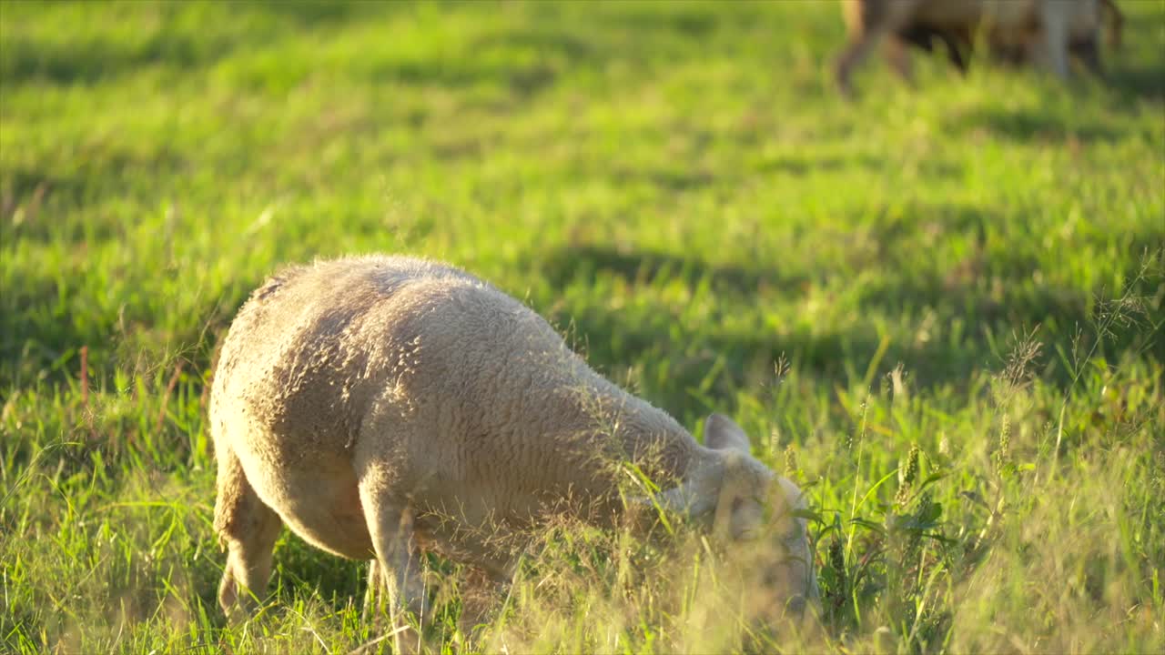 Pecore adulte che pascolano nell'erba alta durante l'ora d'oro in una fattoria rurale in Australia, filmate a mano