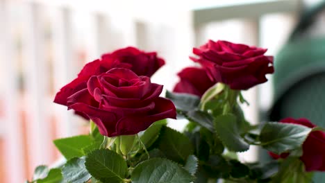 Blick-Auf-Kleine-Rosen-Auf-Dem-Balkon,-Während-Sich-Die-Kamera-Langsam-Dreht