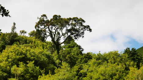 toma panorámica del idílico paisaje rural con árboles verdes, plantas, arbustos y nubes en el fondo - parque nacional de nueva zelanda