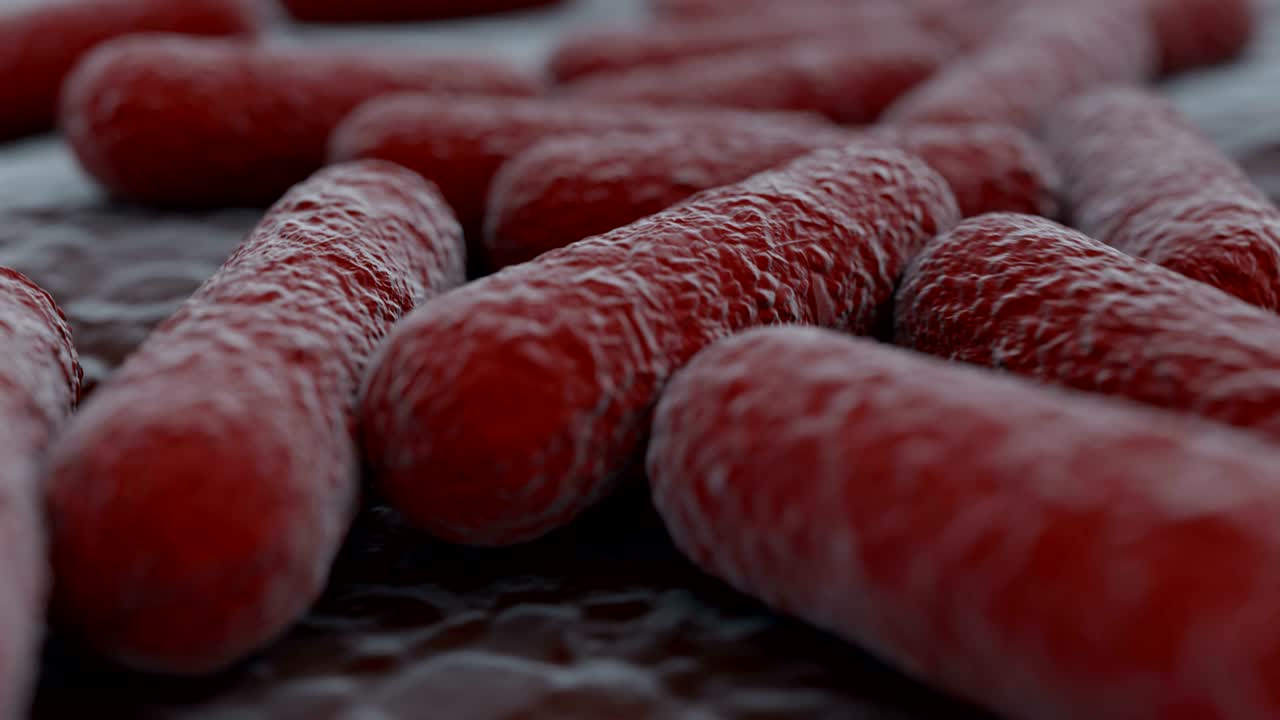 4k マイクロスコープでバクテリアコロニーを観察