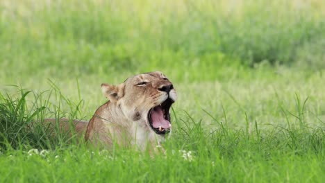 Close-full-body-shot-of-a-lioness-laying-in-the-lush,-green-grass-while-panting-and-yawning,-Kgalagadi-Transfrontier-Park