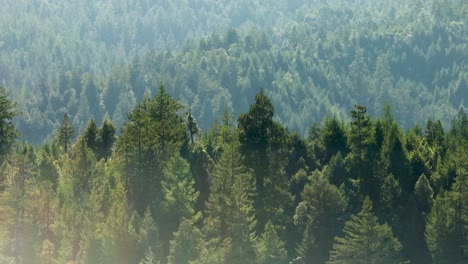 telephoto drone shot of the northern california tree line with evergreens as far as the eye can see