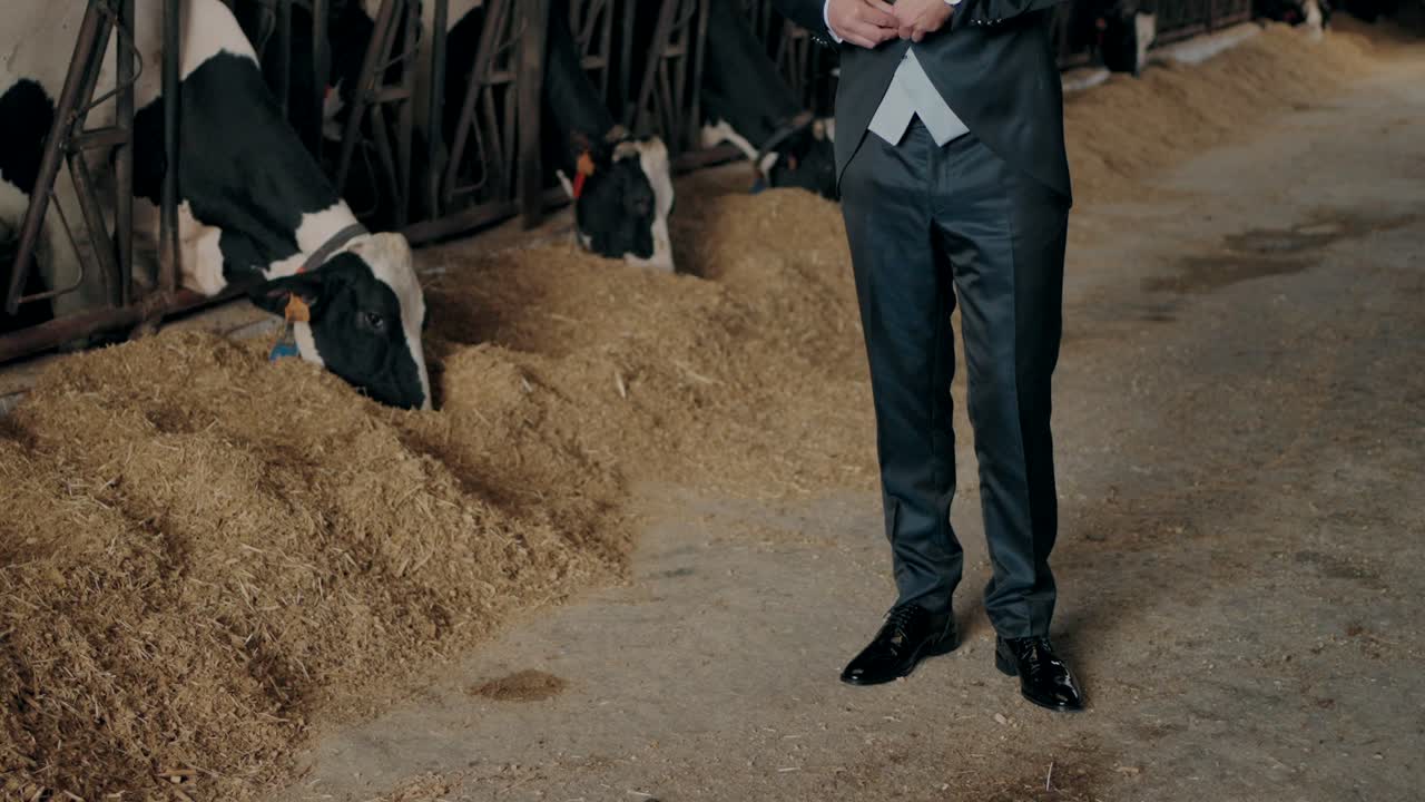 Groom in formal suit standing in a barn with cows feeding on straw creating contrast