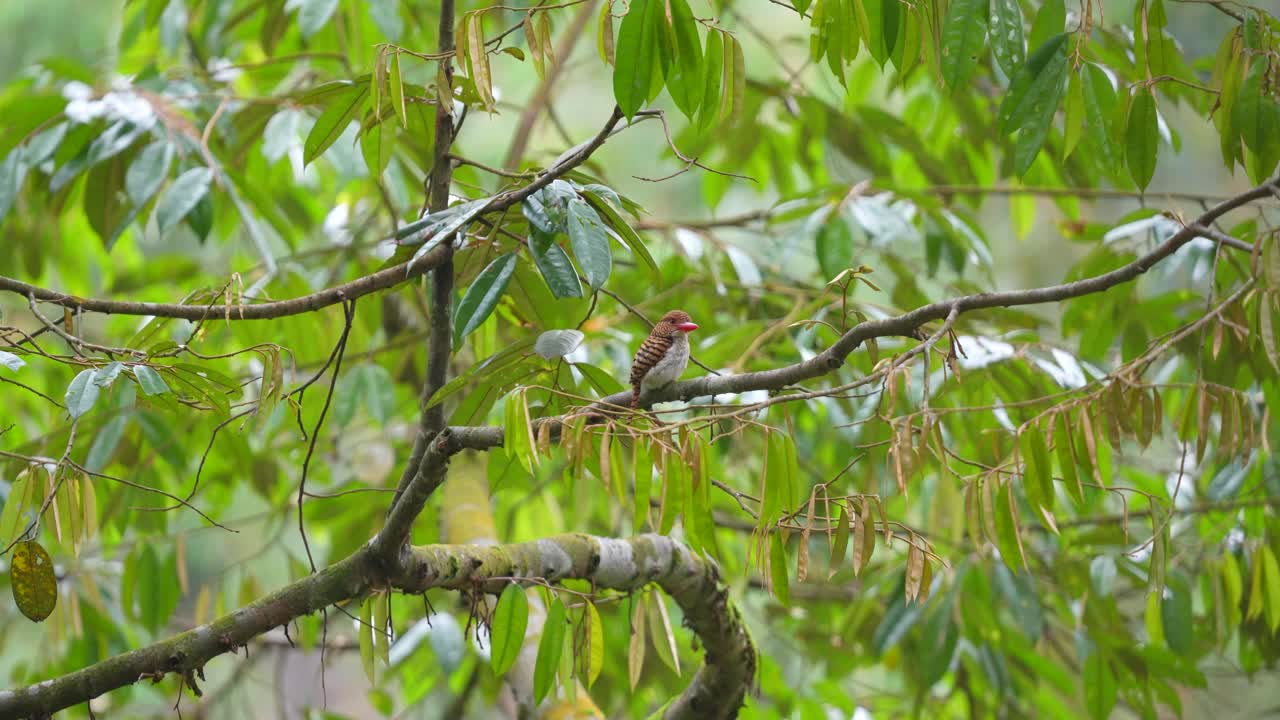 밴드 된 킹피셔는 나무에서 기다리고 있습니다.