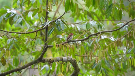 el pescador con bandas espera en el árbol