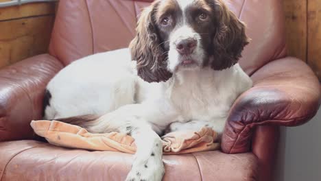 a sad cocker spaniel sits on a leather chair in his home