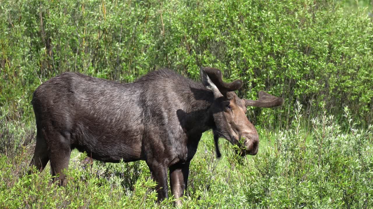 View of a single young male moose grazing on some bushes in summer at Bighorn National Forest in Wyoming
