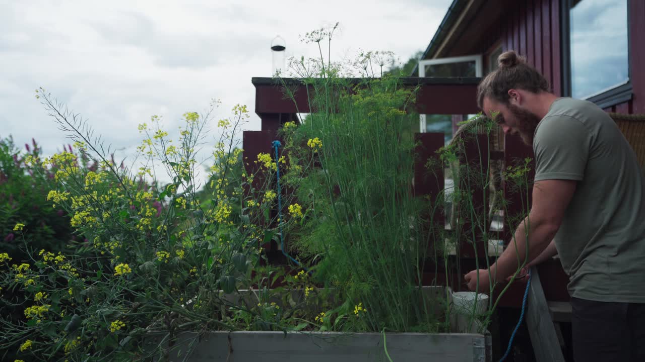 Man With A Growing Fennel Plants At The Garden Yard