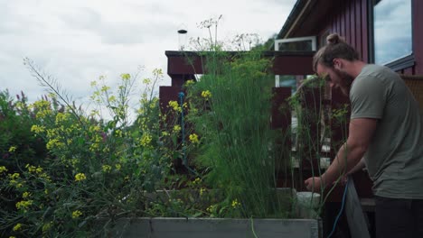 Hombre-Con-Plantas-De-Hinojo-En-Crecimiento-En-El-Jardín