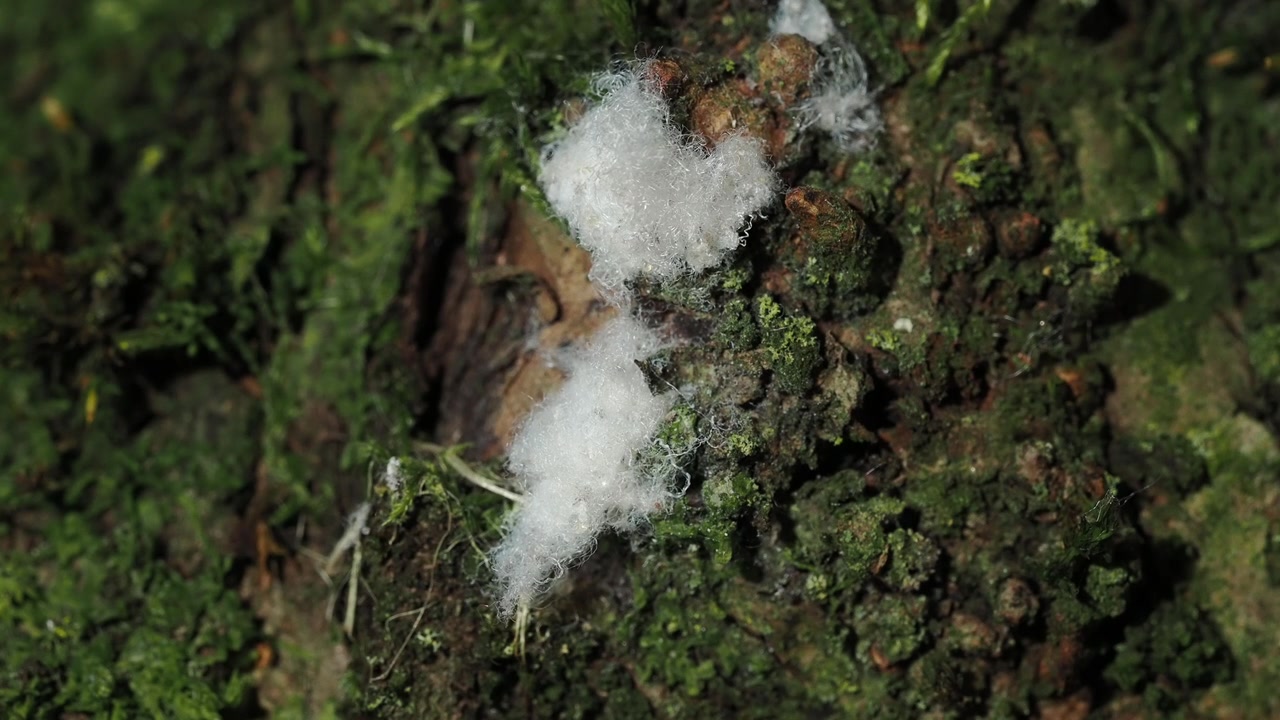 Video macro di una fiorente colonia di afidi lanosi (famiglia Aphididae) coperti da cera filamentosa bianca mentre si nutrono della linfa di una pianta legnosa