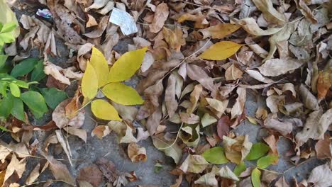 autumn leaves on the ground, fall season with colorful leaves