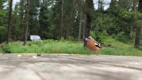 Ein-Buchfinkenvogel,-Der-Nüsse-Von-Einem-Parkbanktisch-Frisst-Und-Davonfliegt-|-Galloway-Forest-Park,-Schottland-|-HD-Mit-60-Fps