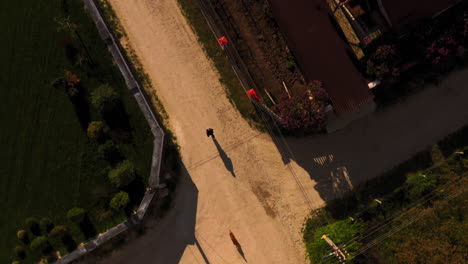 Aerial-Top-Down-View-of-Person-Running-With-Dog-Along-Path-Road-in-Countryside-Neighborhood,-Outdoor-Activity-and-Exercise