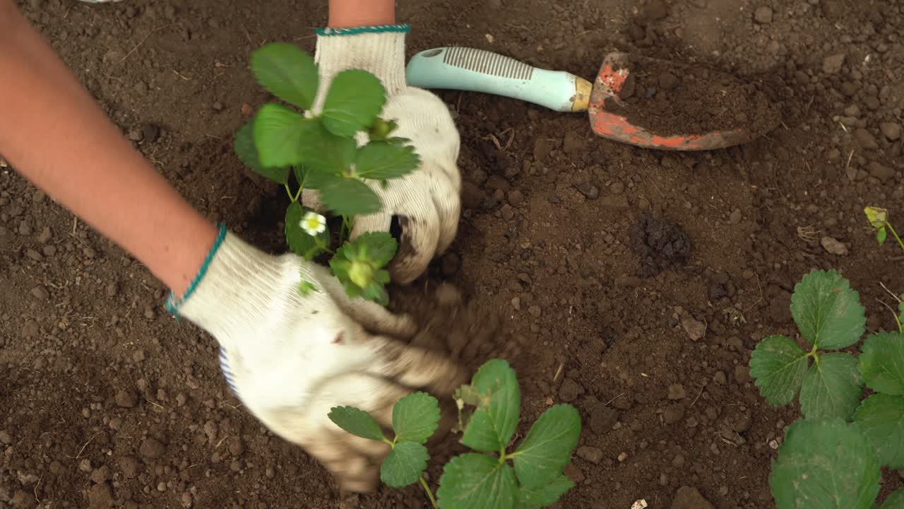 Young strawberries planted in soil by female gardener in garden, top down