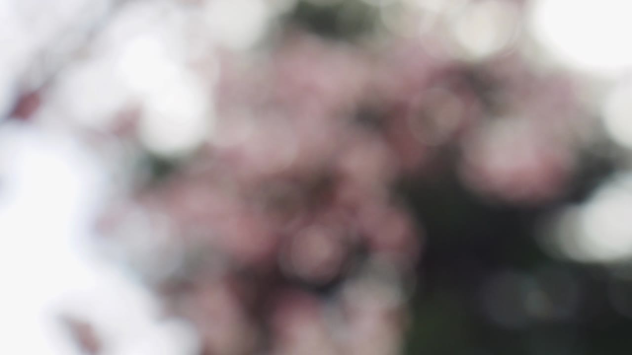 fondo de movimiento de bokeh de bosque abstracto