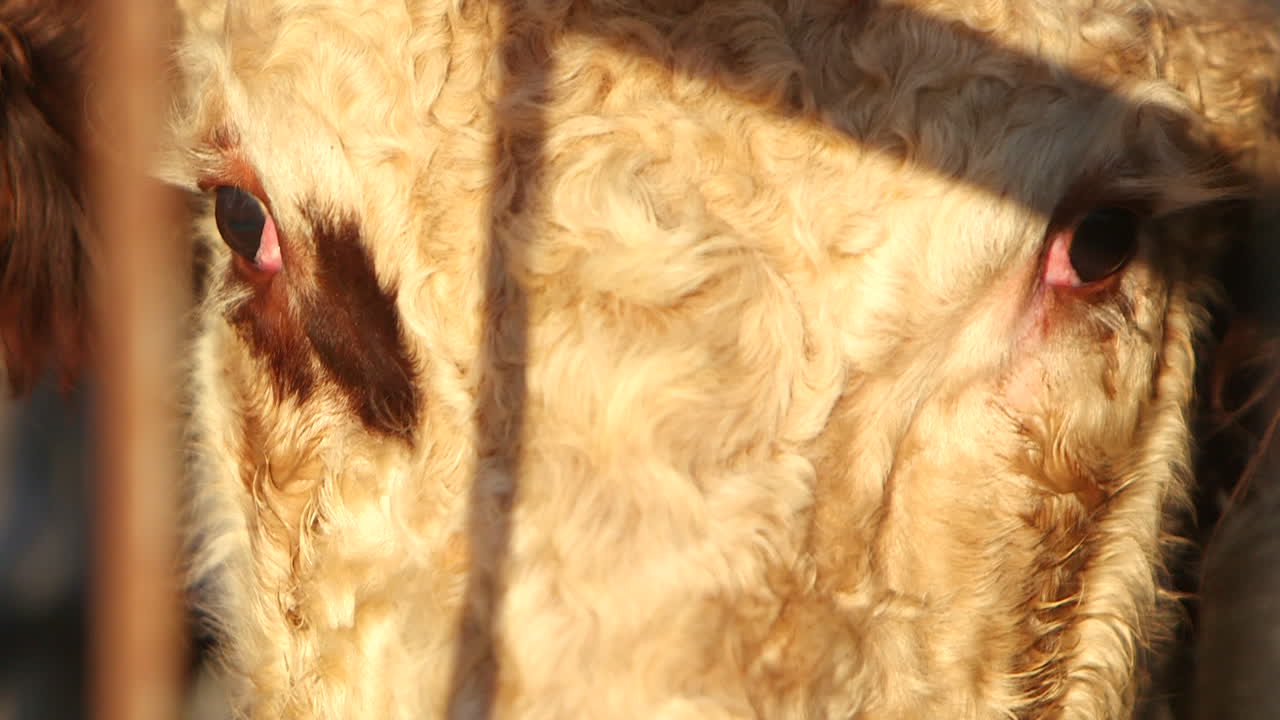 Close-up of a cow's face