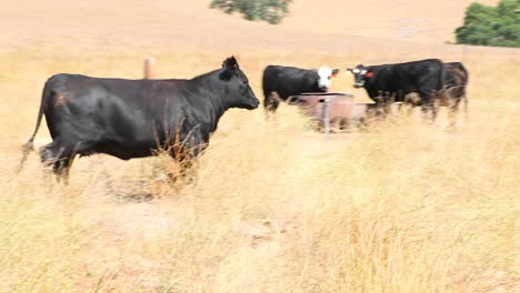 black angus cow runs to catch up with the herd