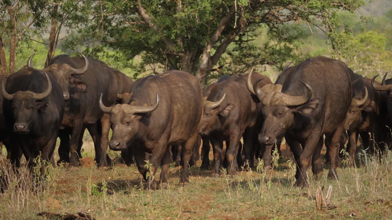 Cape Buffalo Herd Walk Toward Camera in Somkhanda Game Reserve, South Africa
