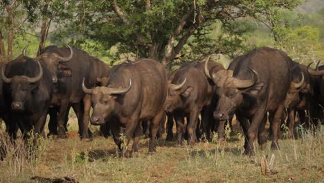 Manada-De-Búfalos-Del-Cabo-Camina-Hacia-La-Cámara-En-La-Reserva-De-Caza-De-Somkhanda,-Sudáfrica