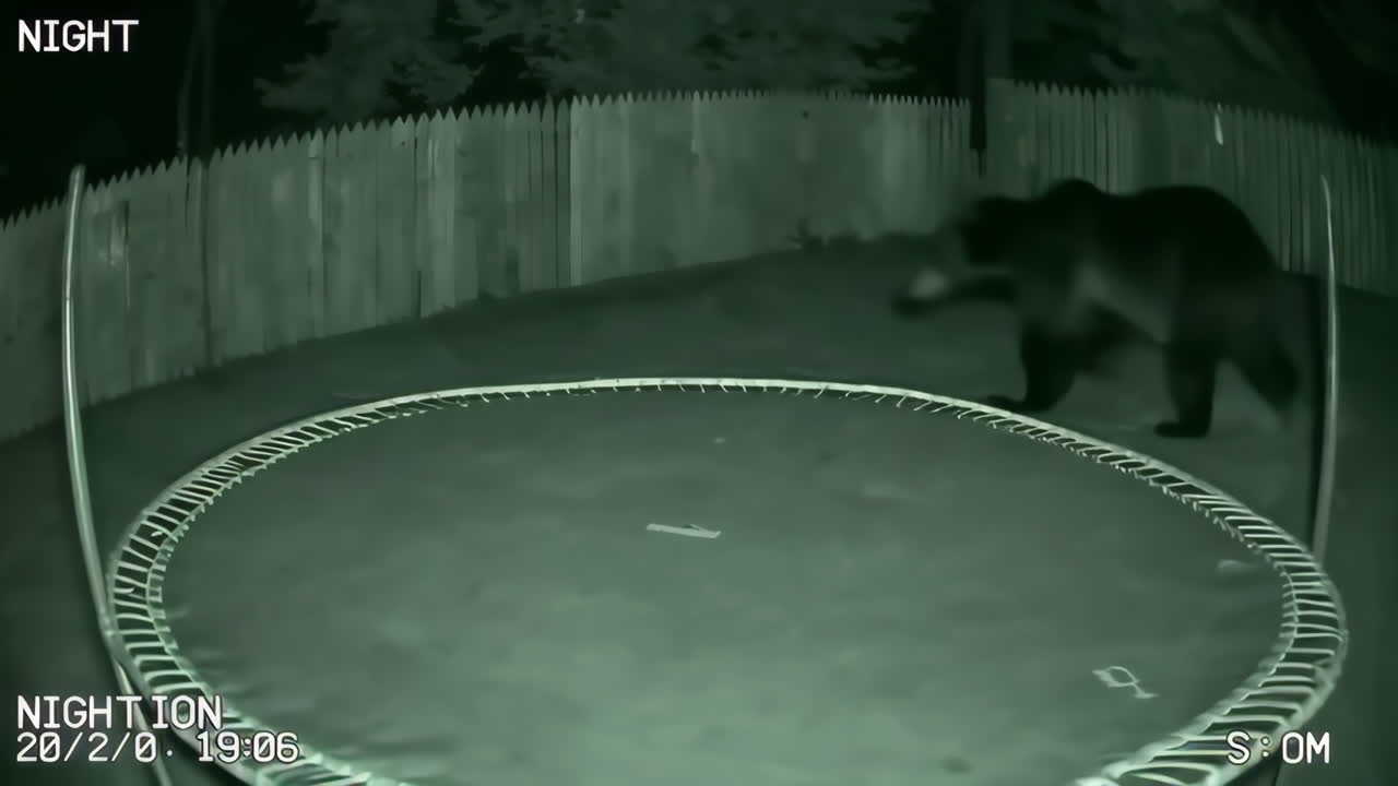 Bear in backyard at night near trampoline