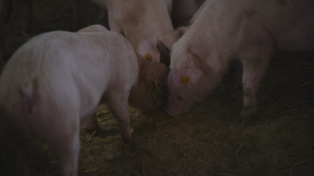농장 창고에 있는 돼지 새끼