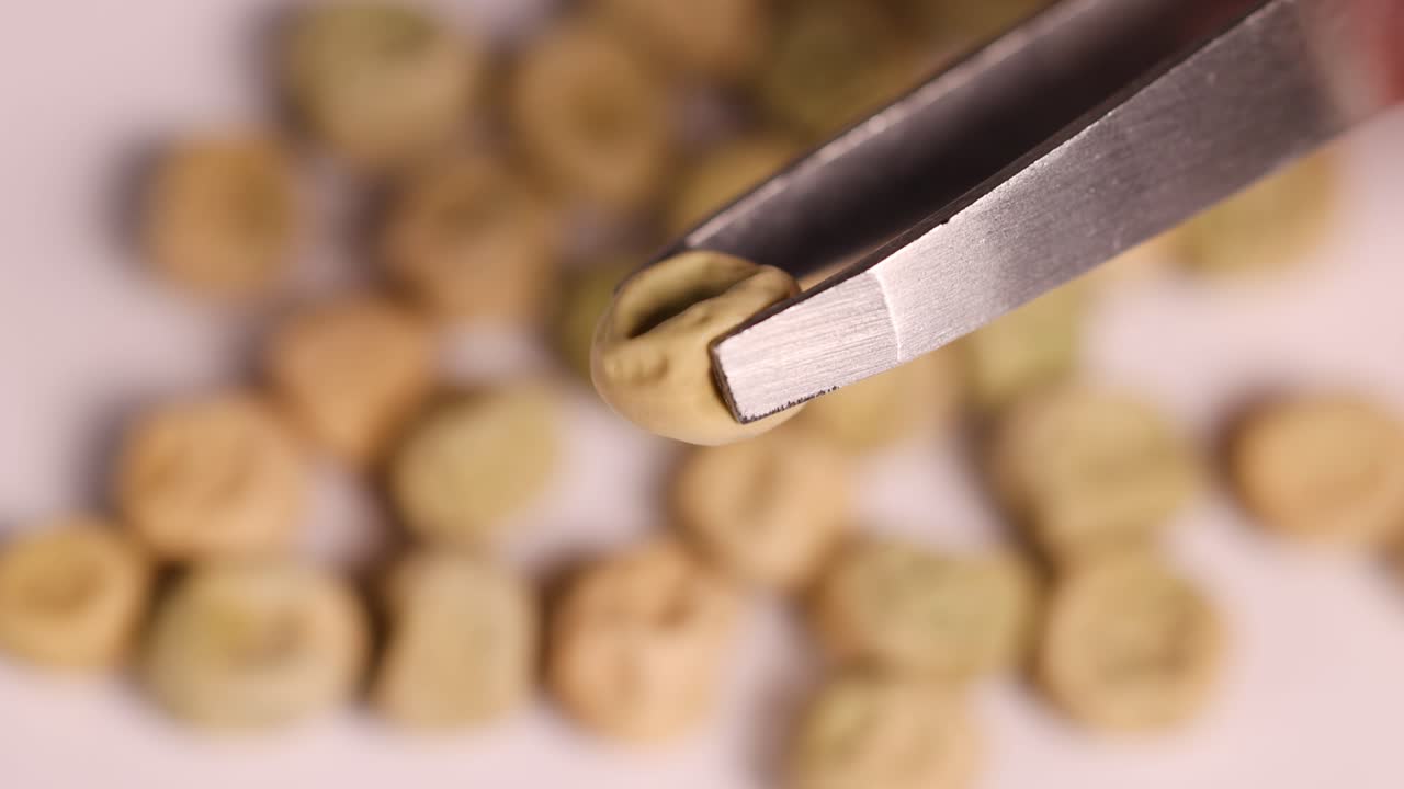 Close-up video of tweezers holding a seed over a dish of seeds, highlighting texture and detail