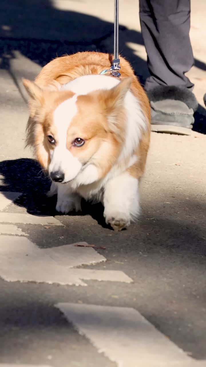 Corgi Dog on a Walk