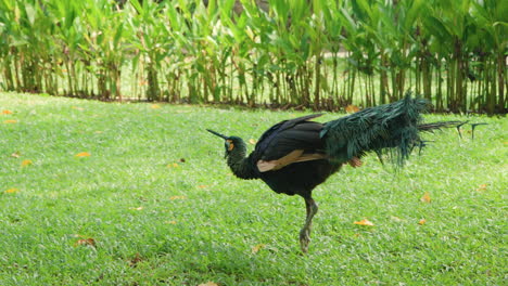 Green-peafowl-or-Indonesian-peafowl-foraging-for-food-in-a-grassy-meadow-at-Bali-Safari-and-Marine-Park-in-Siangan