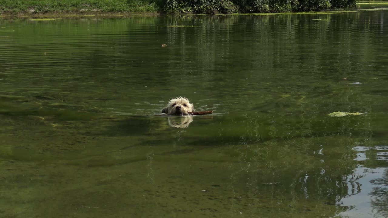 lindo perrito blanco nadando en un gran estanque, llevando un gran palo en la boca