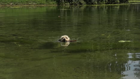 Süßer-Weißer-Kleiner-Hund,-Der-In-Einem-Großen-Teich-Schwimmt-Und-Einen-Großen-Stock-Im-Mund-Trägt