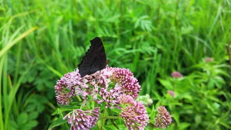 Peacock-butterfly-perched-on-vibrant-pink-flowers-in-a-lush-green-meadow