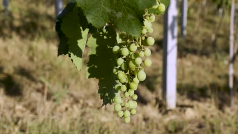 racimos de uvas blancas inmaduras en la rama