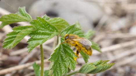 Macro-shot-of-a-bee-cleaning-itself-from-pollen-on-a-green-plant