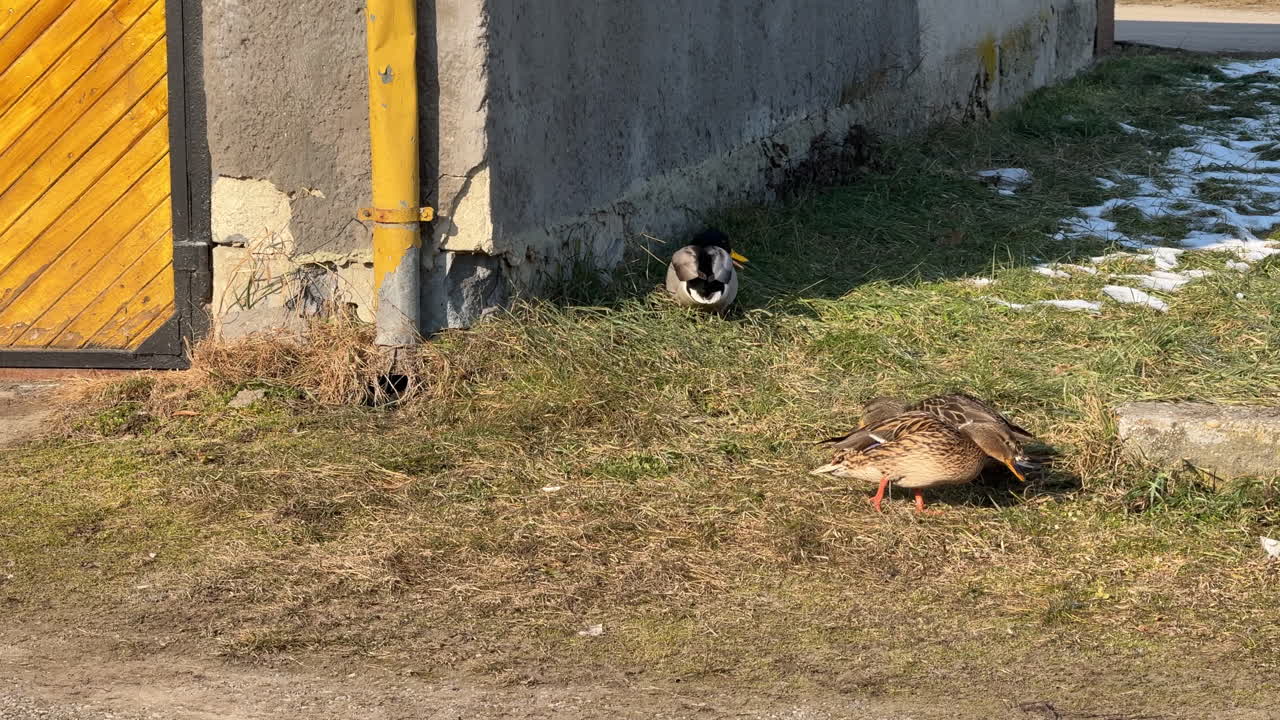 Mallard ducks resting near an old building